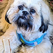 Chase joined the competition — help win amazing prizes! dog, fluffy, blue_harness, bone_treat, carpet, pet, cute, indoor, animal, canine, fur, lying_down, close_up, paw, companion, domestic, mammal, friendly, looking_up, adorable