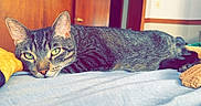 Paulie joined the competition — help win amazing prizes! animal, bed, calm, cat, closeup, cozy, cute, domestic_cat, fur, furniture, green_eyes, indoor, lying_down, pet, portrait, relaxed, resting, sleepy, tabby_cat, wooden_door