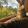 cat, tabby, windowsill, sunlight, indoor, greenery, plants, window, relaxed, feline, pets, domestic_animal, looking_outside, nature, daylight, home, cozy, resting, fur, animal