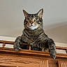 Paulie joined the competition — help win amazing prizes! cat, tabby, feline, pet, animal, wooden_cabinet, indoor, ceiling, looking_down, ears, whiskers, music_overlay, home, furniture, relaxed, curious, domestic_animal, portrait, sitting, household
