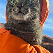 Paulie is registered to the contest to win money with this photo: cat, tabby_cat, orange_hoodie, blue_sky, close_up, whiskers, alert, fur, pet, outdoor, daylight, animal, cute, portrait, mammal, domestic_animal, young_cat, wearing_clothes, vibrant_colors, looking_up
