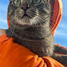 cat, tabby_cat, orange_hoodie, blue_sky, close_up, whiskers, alert, fur, pet, outdoor, daylight, animal, cute, portrait, mammal, domestic_animal, young_cat, wearing_clothes, vibrant_colors, looking_up