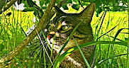 Paulie is registered to the contest to win money with this photo: cat, tabby, grass, greenery, leaves, outdoor, nature, animal, pet, wildlife, sunlight, closeup, portrait, whiskers, ears, feline, eyes, daylight, bushes, curious