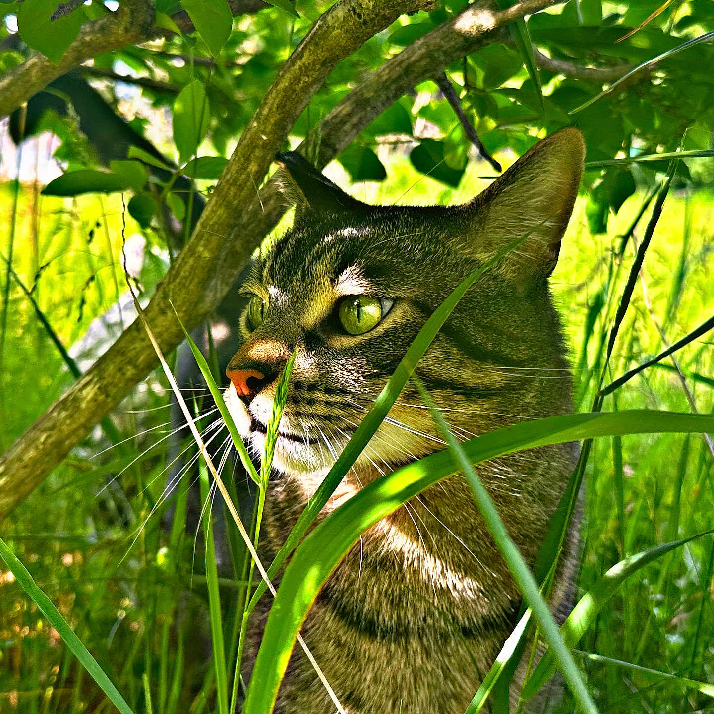 Paulie is registered to the contest to win money with this photo: cat, tabby, grass, greenery, leaves, outdoor, nature, animal, pet, wildlife, sunlight, closeup, portrait, whiskers, ears, feline, eyes, daylight, bushes, curious