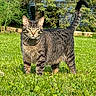 Paulie joined the competition — help win amazing prizes! cat, tabby_cat, grass, outdoor, greenery, sunlight, animal, pet, fur, tail, nature, mammal, whiskers, ears, eyes, standing, yard, garden, leaf, daylight