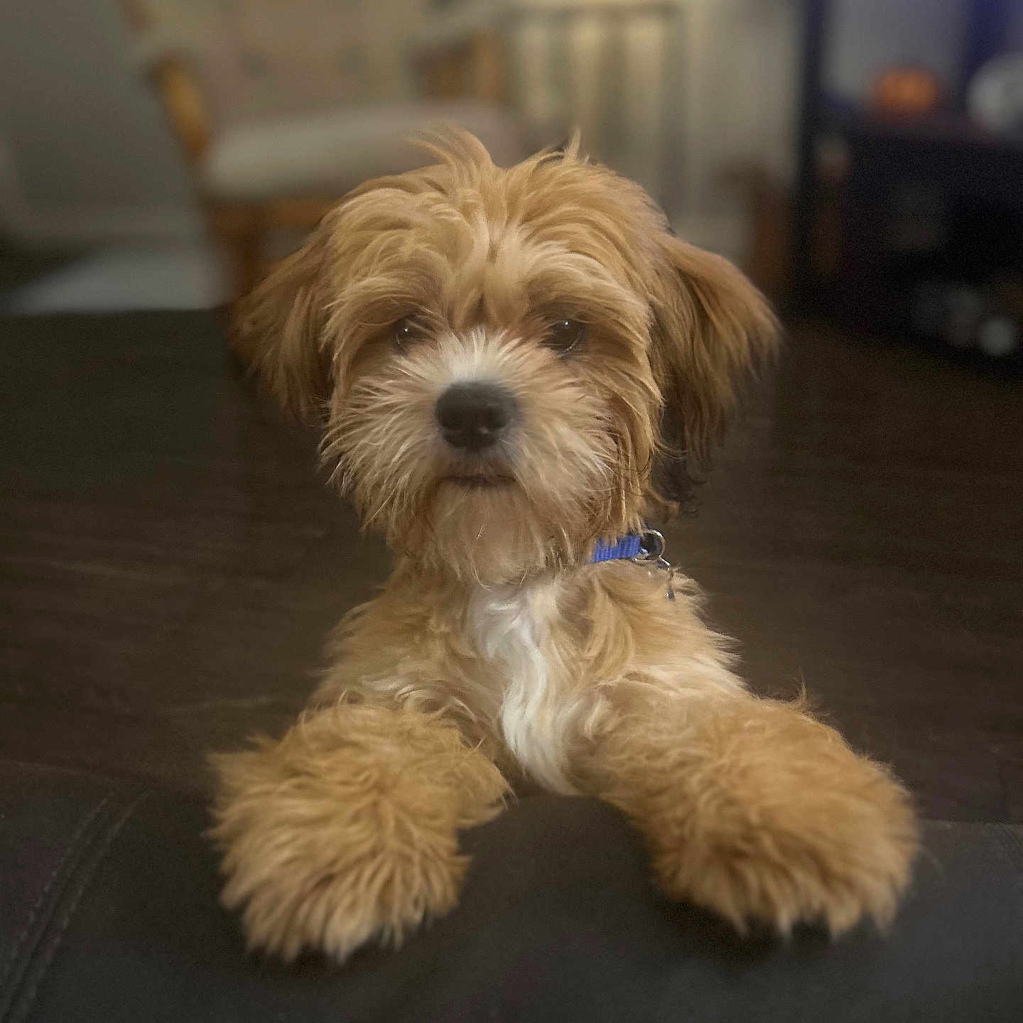 Charlie Leo Hopper is registered to the contest to win money with this photo: animal, blurred_background, brown, chair, collar, companion, curious, cute, dog, domestic, floor, fluffy, friendly, furniture, indoor, lamp, pet, puppy, white, young