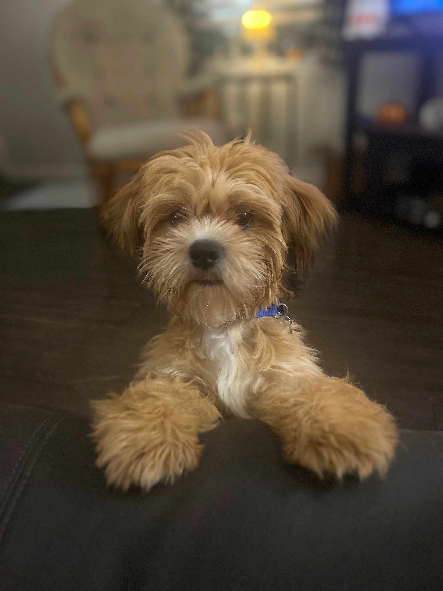 Charlie Leo Hopper is registered to the contest to win money with this photo: dog, puppy, fluffy, brown, white, indoor, pet, cute, collar, furniture, floor, lamp, chair, blurred_background, animal, friendly, curious, young, domestic, companion