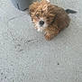 Charlie Leo Hopper joined the competition — help win amazing prizes! puppy, dog, brown_fur, fluffy, pet, concrete, outdoor, trash_can, chew_stick, small_dog, curious, sitting, young_dog, animal, canine, fur, cute, looking_up, sidewalk, domestic_animal