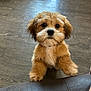 Charlie Leo Hopper joined the competition — help win amazing prizes! puppy, dog, fluffy, cute, pet, indoor, wooden_floor, brown_fur, white_chest, small_dog, animal, canine, looking_up, front_paws, leather_surface, domestic_animal, adorable, young_dog, companion, friendly