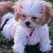 Luna joined the competition — help win amazing prizes! dog, puppy, grass, outdoor, fluffy, white_fur, brown_fur, pet, animal, cute, small_dog, collar, nature, young_dog, canine, fur, walking, playful, adorable, companion