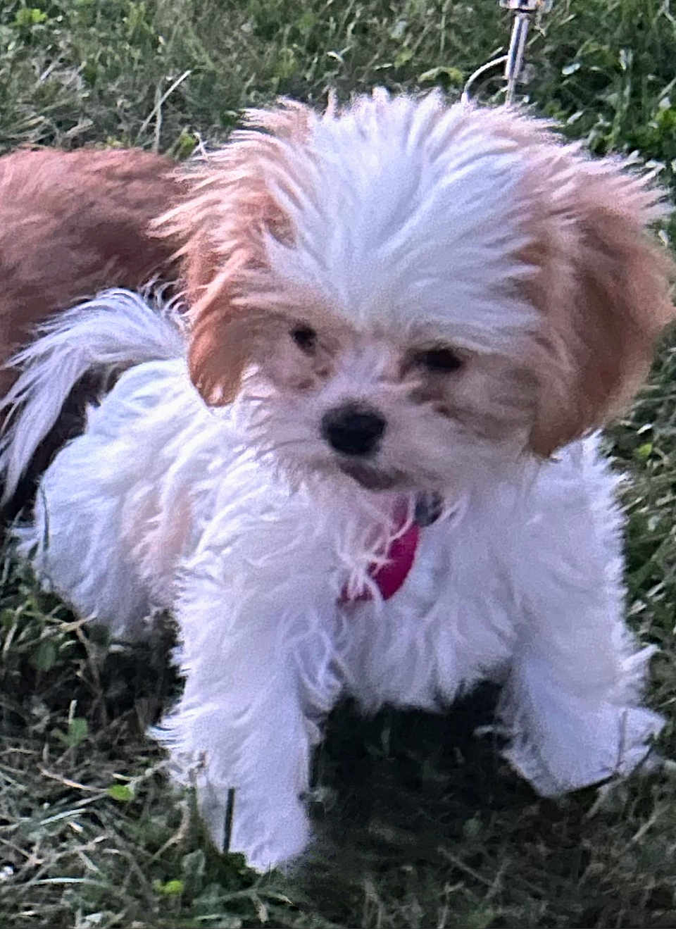 Luna