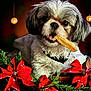 dog, pet, cute, chewing, biscuit, poinsettia, holiday_decor, christmas, festive, greenery, red_flowers, fur, indoor, warm_lighting, close_up, animal, adorable, small_dog, portrait, decorations