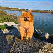 Alfi participe au concours pour gagner de l'argent avec cette photo : animal, canine, daytime, dog, fluffy, fur, grass, lake, landscape, nature, outdoor, pet, pomeranian, red_harness, rock, shadow, sky, small_dog, sunny, water
