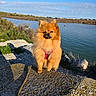 Alfi participe au concours pour gagner de l'argent avec cette photo : dog, pomeranian, fluffy, outdoor, water, lake, sky, sunny, rock, nature, pet, canine, fur, small_dog, red_harness, grass, shadow, daytime, landscape, animal