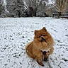 Alfi a rejoint le concours — aidez-le/la à gagner de superbes lots ! dog, pomeranian, snow, winter, outdoor, animal, fluffy, grass, tree, nature, pet, cute, cold, fur, snowflake, field, canine, season, landscape, adorable