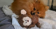 Alfi a rejoint le concours — aidez-le/la à gagner de superbes lots ! dog, puppy, pomeranian, toy, plush_toy, monkey_toy, blanket, bed, indoor, cozy, fur, cute, pet, playing, resting, brown, small_dog, comfortable, home, furniture