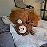 dog, puppy, pomeranian, toy, plush_toy, monkey_toy, blanket, bed, indoor, cozy, fur, cute, pet, playing, resting, brown, small_dog, comfortable, home, furniture