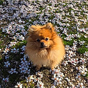 Alfi participe au concours pour gagner de l'argent avec cette photo : dog, pomeranian, fluffy, flower_petals, ground, outdoor, sunlight, small_dog, nature, greenery, pet, cute, animal, fur, spring, calm, sitting, closeup, adorable, daylight