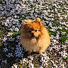 dog, pomeranian, fluffy, flower_petals, ground, outdoor, sunlight, small_dog, nature, greenery, pet, cute, animal, fur, spring, calm, sitting, closeup, adorable, daylight