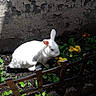 Cacahuète participe au concours pour gagner de l'argent avec cette photo : adaptation, domestic_rabbit, fawn, hare, organism, plant, rabbit, rabbits_and_hares, tail, whiskers