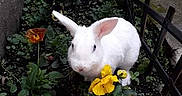 Cacahuète a rejoint le concours — aidez-le/la à gagner de superbes lots ! domestic_rabbit, fawn, flower, garden, grass, hare, perennial_plant, plant, rabbit, rabbits_and_hares, yard