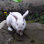 Cacahuète a rejoint le concours — aidez-le/la à gagner de superbes lots ! domestic_rabbit, ear, fawn, hare, organism, rabbit, rabbits_and_hares, snout, tail, white