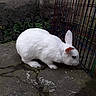 Cacahuète a rejoint le concours — aidez-le/la à gagner de superbes lots ! cage, domestic_rabbit, fawn, fur, hare, rabbit, rabbits_and_hares, skin, tail, whiskers