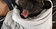 Lewis a rejoint le concours — aidez-le/la à gagner de superbes lots ! canidae, carnivore, companion_dog, dog, dog_breed, fawn, french_bulldog, mammal, non_sporting_group, snout