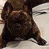 Lewis participe au concours pour gagner de l'argent avec cette photo : american_bulldog, bulldog, canidae, carnivore, companion_dog, dog, dog_breed, fawn, french_bulldog, mammal, molosser, non_sporting_group, old_english_bulldog, olde_english_bulldogge, puppy, rare_breed_dog, snout, toy_bulldog, vertebrate