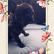 Lewis a rejoint le concours — aidez-le/la à gagner de superbes lots ! blossom, bulldog, canidae, carnivore, cherry_blossom, companion_dog, dog, dog_breed, fawn, flower, french_bulldog, non_sporting_group, petal, pink, plant, spring