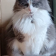 Coeur participe au concours pour gagner de l'argent avec cette photo : bell, cardboard_box, cat, closeup, collar, cute, domestic_animal, feline, fluffy, fur, gray, indoor, pet, quiet, relaxed, sitting, tail, whiskers, white, wooden_floor