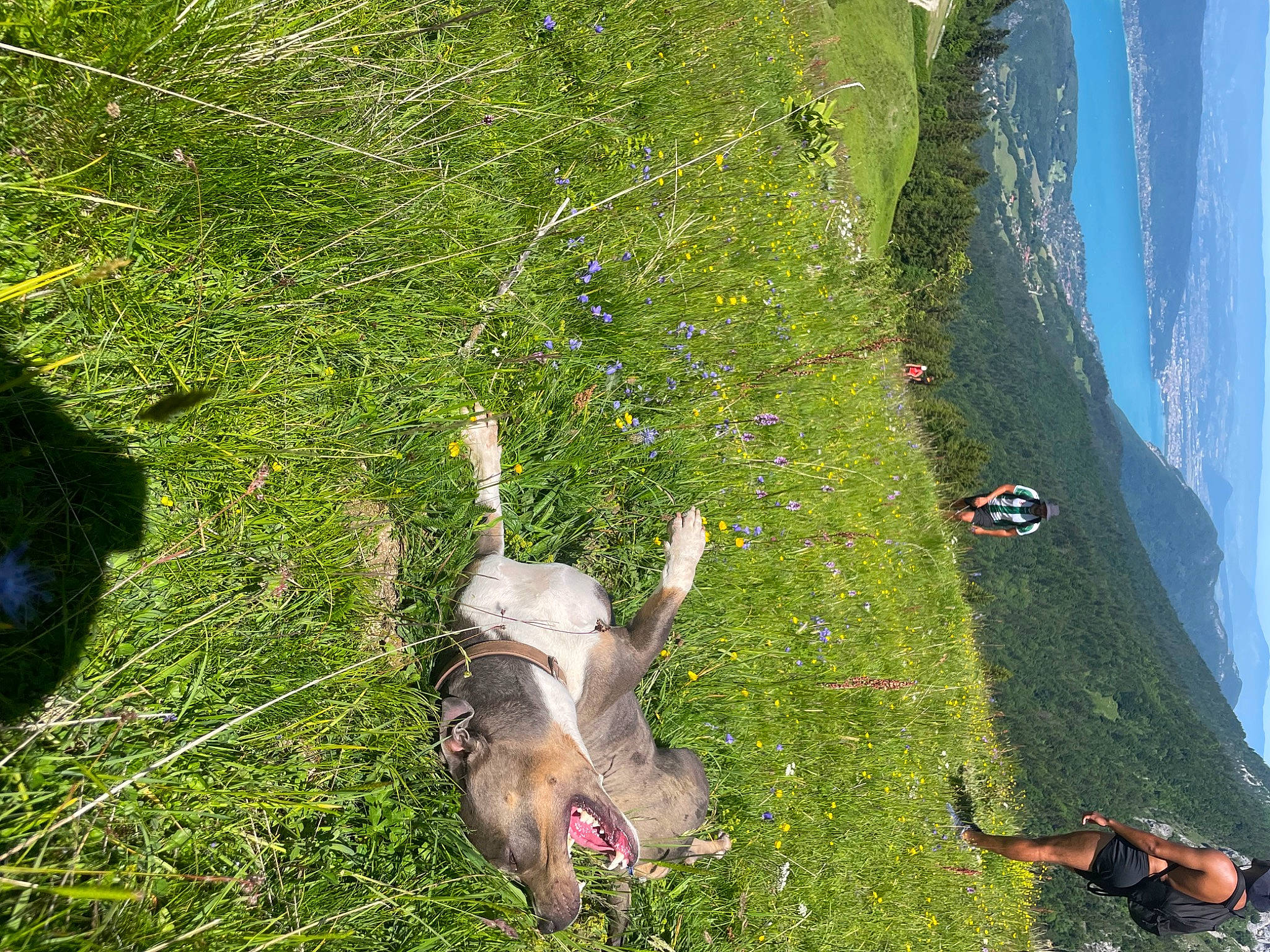 Kenza participe au concours pour gagner de l'argent avec cette photo : air_sports, extreme_sport, fun, grass, grassland, green, landscape, leisure, mountain, parachute, parachuting, people_in_nature, plant, recreation, sky, slope, terrestrial_animal, windsports, wing, working_animal