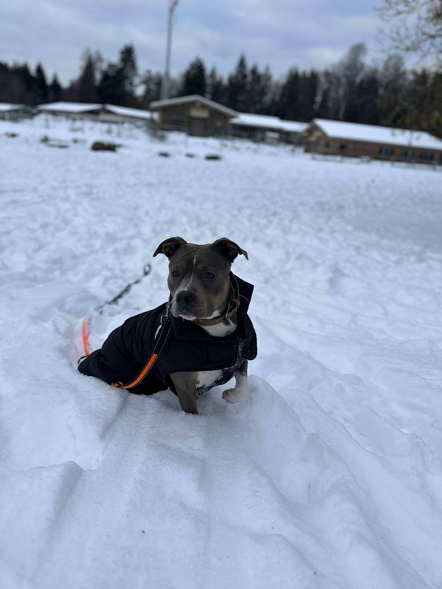 Kenza a rejoint le concours — aidez-le/la à gagner de superbes lots ! carnivore, cloud, collar, companion_dog, dog, dog_breed, dog_clothes, dog_collar, dog_supply, fawn, freezing, leash, pet_supply, sky, snout, snow, tree, whiskers, winter, working_animal