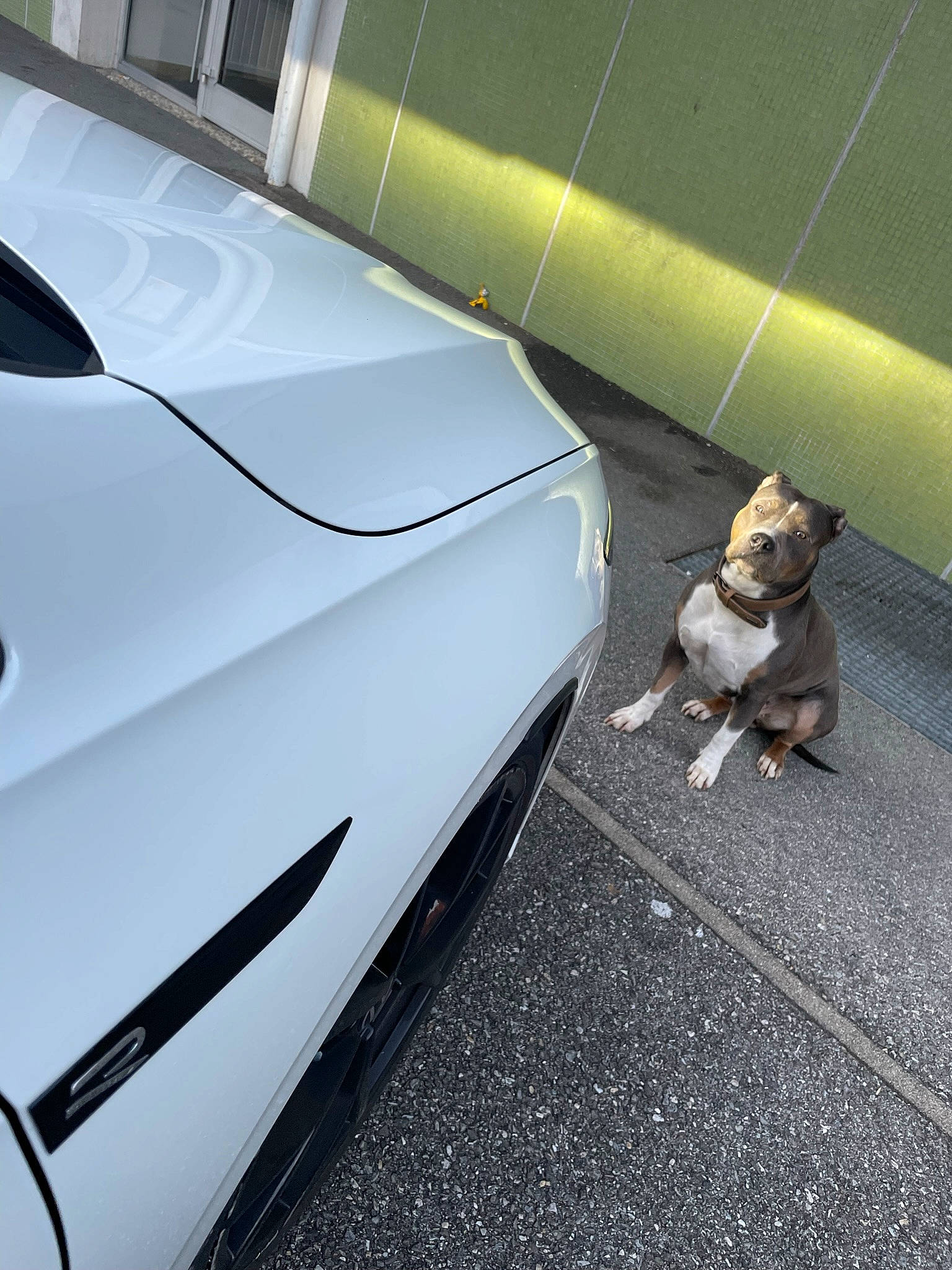 Kenza participe au concours pour gagner de l'argent avec cette photo : alloy_wheel, automotive_design, automotive_exterior, automotive_lighting, automotive_tire, bumper, car, carnivore, companion_dog, dog, dog_breed, fender, hood, motor_vehicle, personal_luxury_car, road_surface, tire, vehicle, vehicle_door, wheel