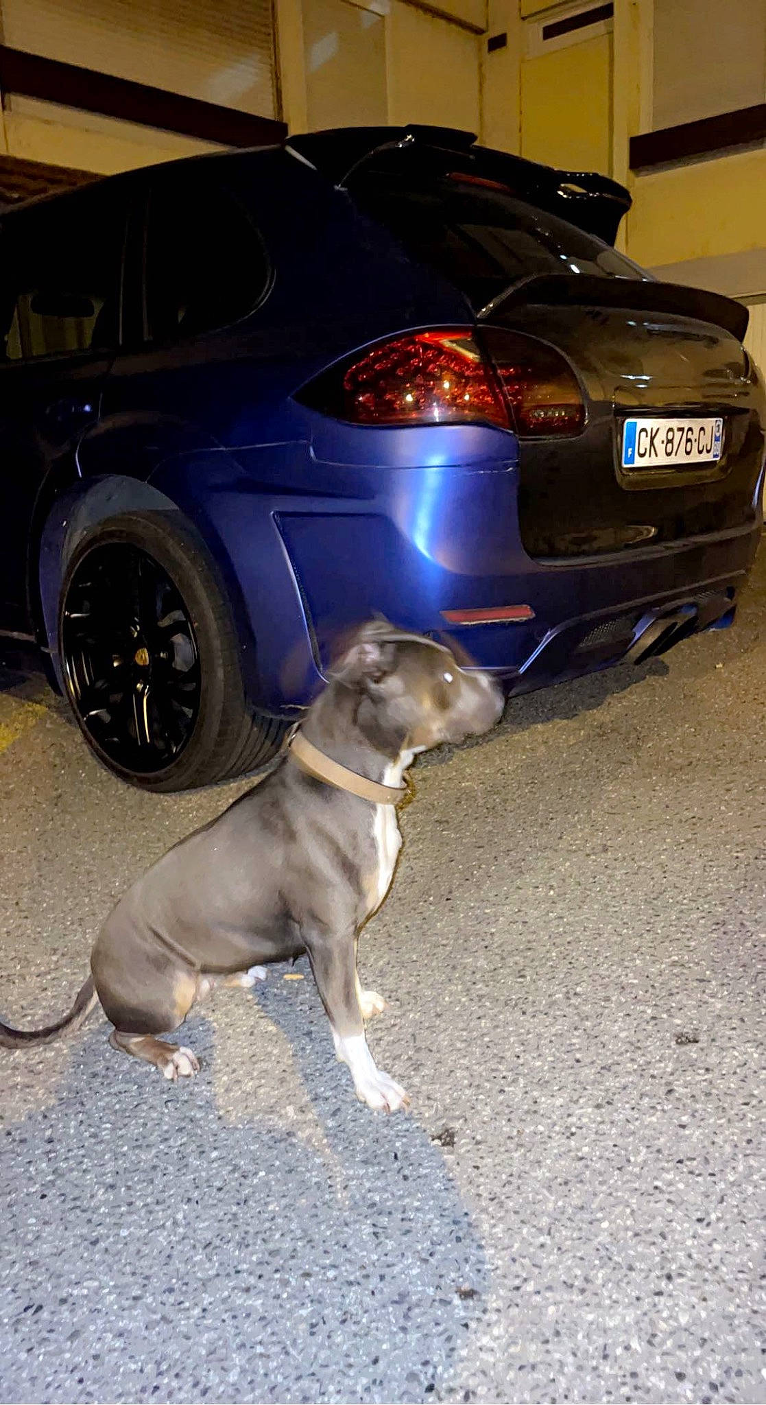 Kenza participe au concours pour gagner de l'argent avec cette photo : alloy_wheel, automotive_design, automotive_exterior, automotive_lighting, automotive_tire, bumper, car, carnivore, dog, dog_breed, fawn, hood, motor_vehicle, personal_luxury_car, tire, trunk, vehicle, vehicle_registration_plate, wheel, window