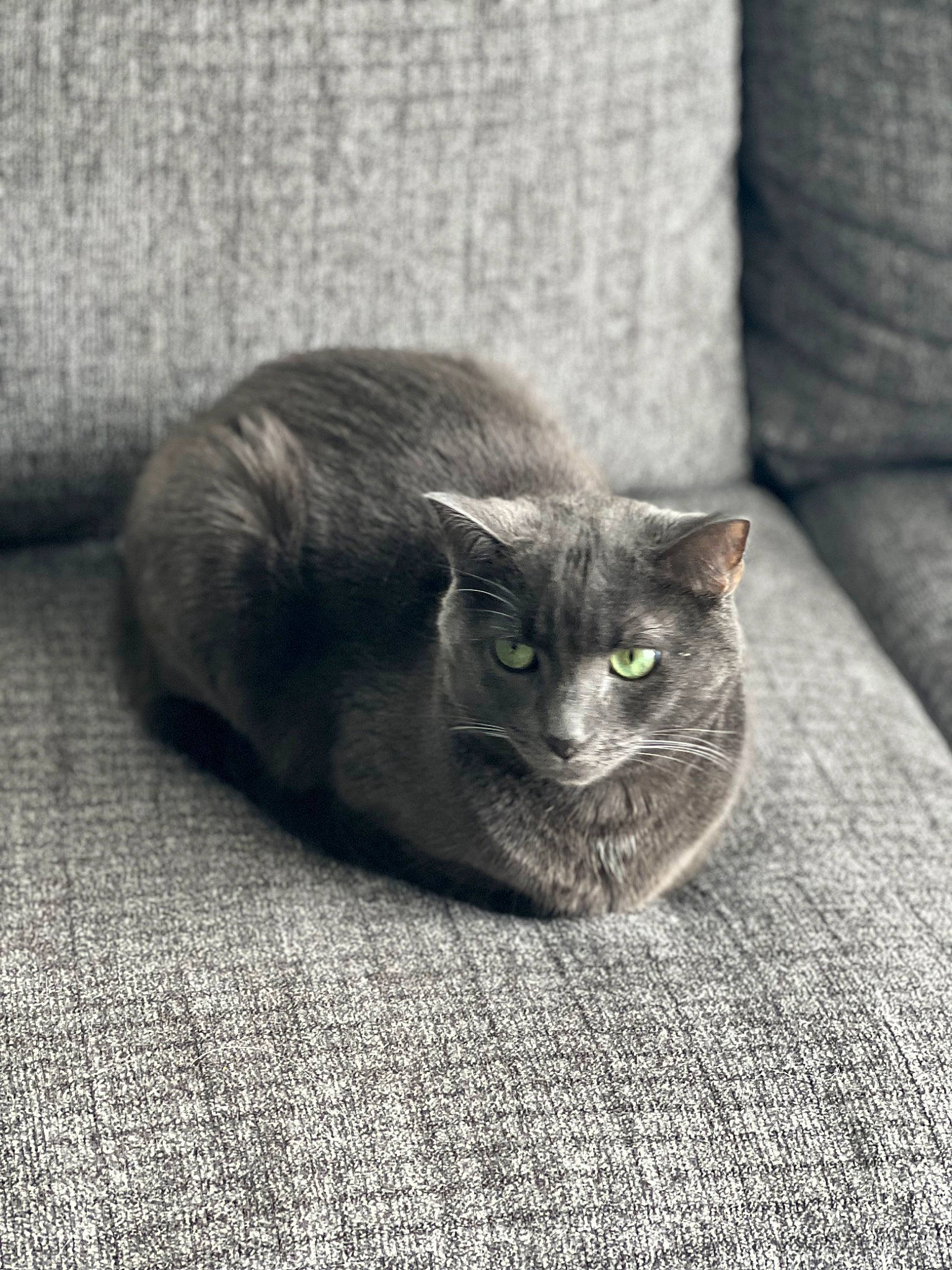 Greyson is registered to the contest to win money with this photo: carnivore, cat, comfort, domestic_short_haired_cat, eye, felidae, fur, grey, monochrome, monochrome_photography, paw, small_to_medium_sized_cats, tail, terrestrial_animal, whiskers, wildlife