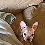 Louis V is registered to the contest to win money with this photo: dog, puppy, french_bulldog, blanket, couch, indoor, pet, animal, fur, ears, cute, collar, leather, resting, looking, young, domestic, companion, snuggled, cozy