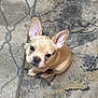 puppy, dog, french_bulldog, tan, ears, pet, animal, cute, looking_up, carpet, indoor, small, young, mammal, companion, adorable, domestic, fur, sitting, face