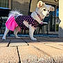 dog, white_dog, pet, outdoor, dress, pink_skirt, black_dress, hearts_pattern, collar, sunlight, brick_patio, chair, table, clock, window, fence, fur, standing, side_view, daylight
