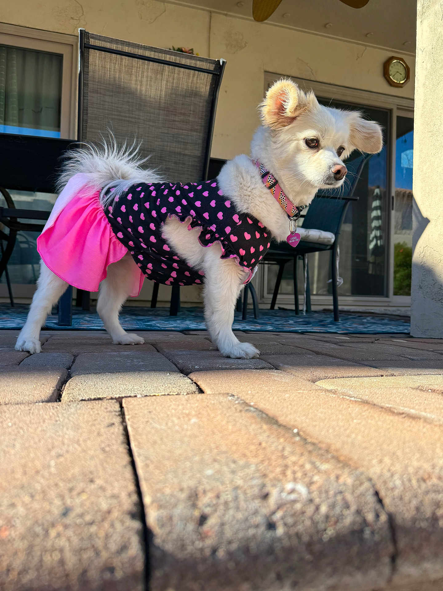 Cookie joined the competition — help win amazing prizes! dog, white_dog, pet, outdoor, dress, pink_skirt, black_dress, hearts_pattern, collar, sunlight, brick_patio, chair, table, clock, window, fence, fur, standing, side_view, daylight