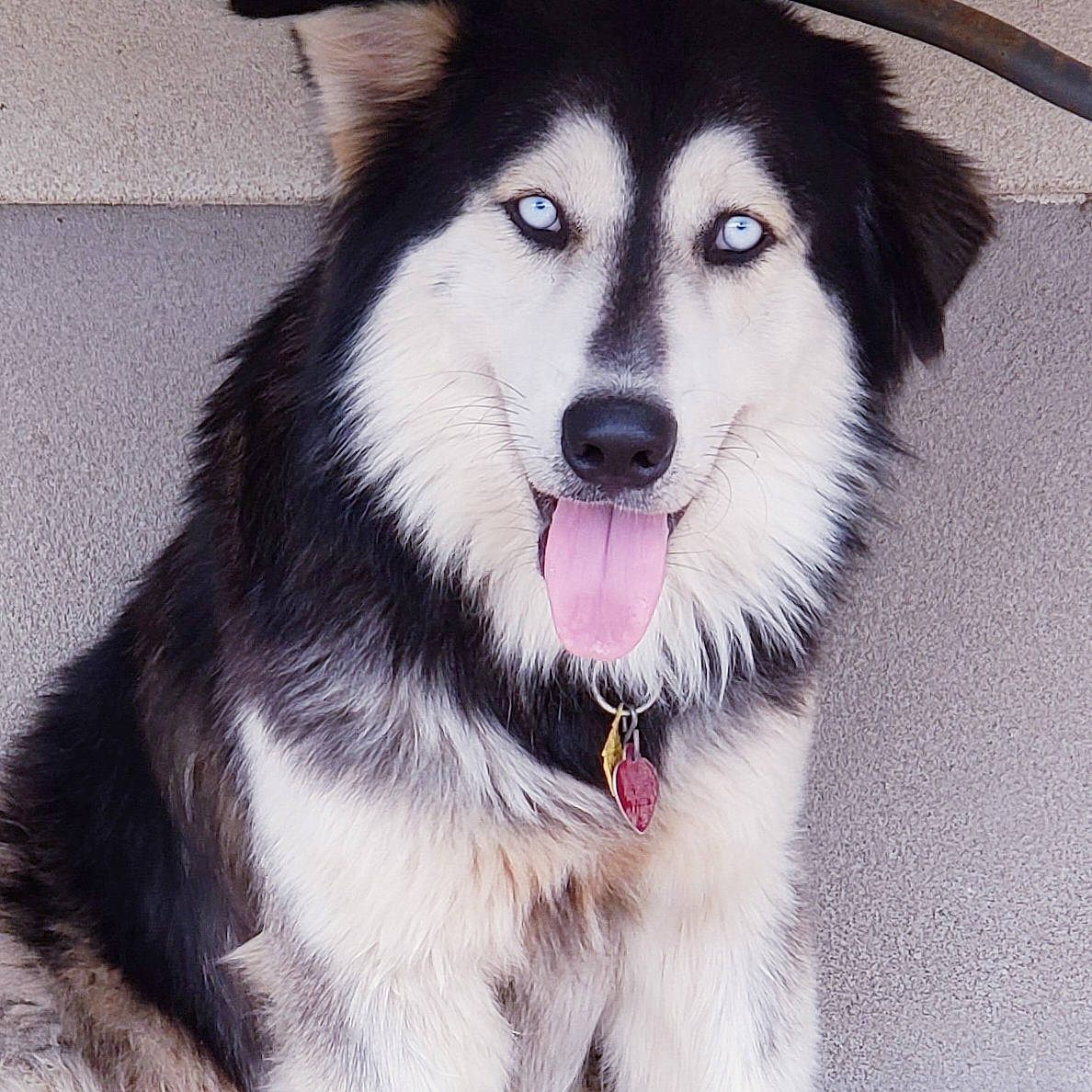Sasuke joined the competition — help win amazing prizes! alaskan_malamute, ancient_dog_breeds, canidae, carnivore, dog, dog_breed, eye, labrador_husky, mammal, native_american_indian_dog, nose, rare_breed_dog, sakhalin_husky, seppala_siberian_sleddog, siberian_husky, sled_dog, snout, sporting_group, vertebrate, working_dog