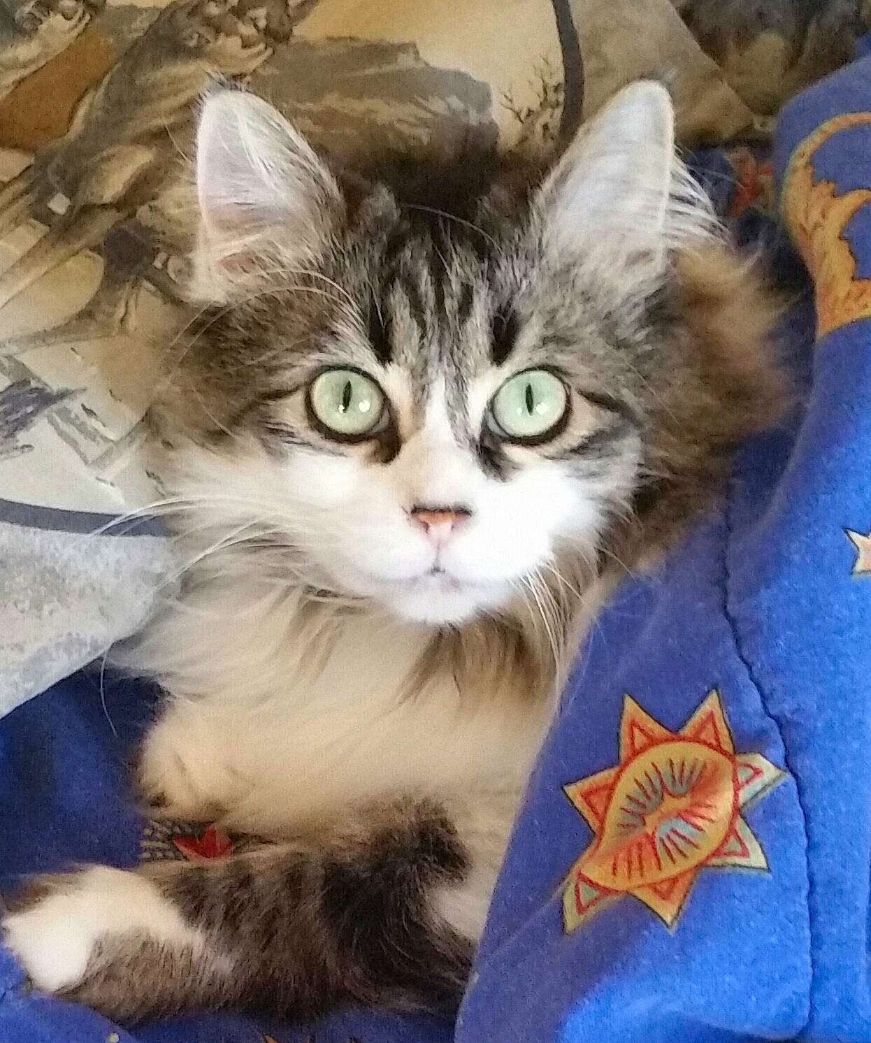 Cutie is registered to the contest to win money with this photo: box, carnivore, cat, claw, comfort, domestic_short_haired_cat, door, felidae, fur, paw, photo_caption, small_to_medium_sized_cats, snout, tail, whiskers, window