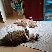 Cléo participe au concours pour gagner de l'argent avec cette photo : animal, brown_cat, cat, cats, domestic_animal, feather_toy, feline, floor, furniture, gray_cat, home, indoor, lying_down, orange_cat, pet, playful, reclining, rolling, rug, white_cat