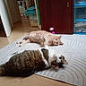 animal, brown_cat, cat, cats, domestic_animal, feather_toy, feline, floor, furniture, gray_cat, home, indoor, lying_down, orange_cat, pet, playful, reclining, rolling, rug, white_cat