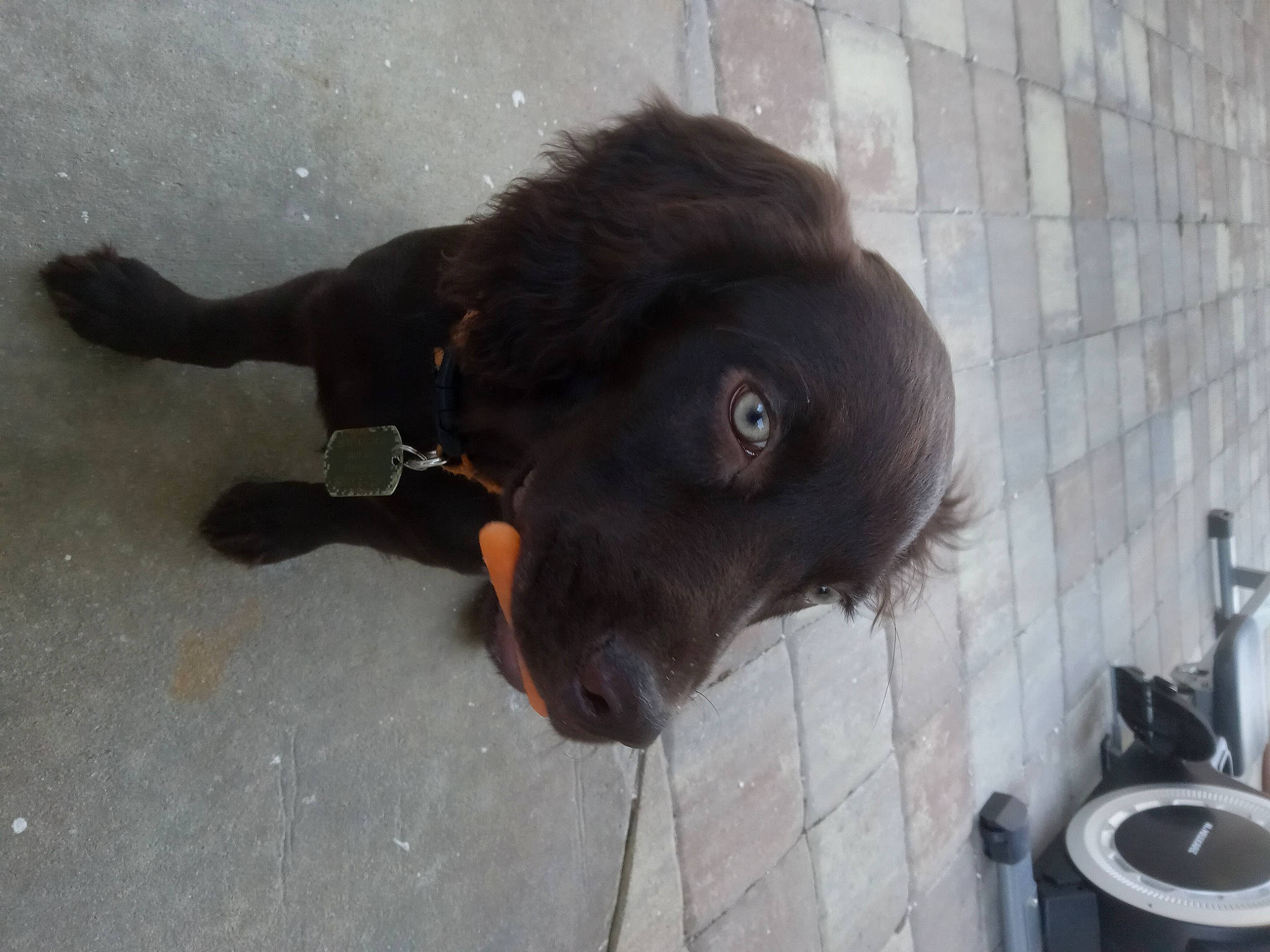 Cash joined the competition — help win amazing prizes! canidae, carnivore, collar, companion_dog, dog, dog_breed, dog_collar, flooring, fur, liver, natural_material, snout, sporting_group, terrestrial_animal, whiskers, working_animal