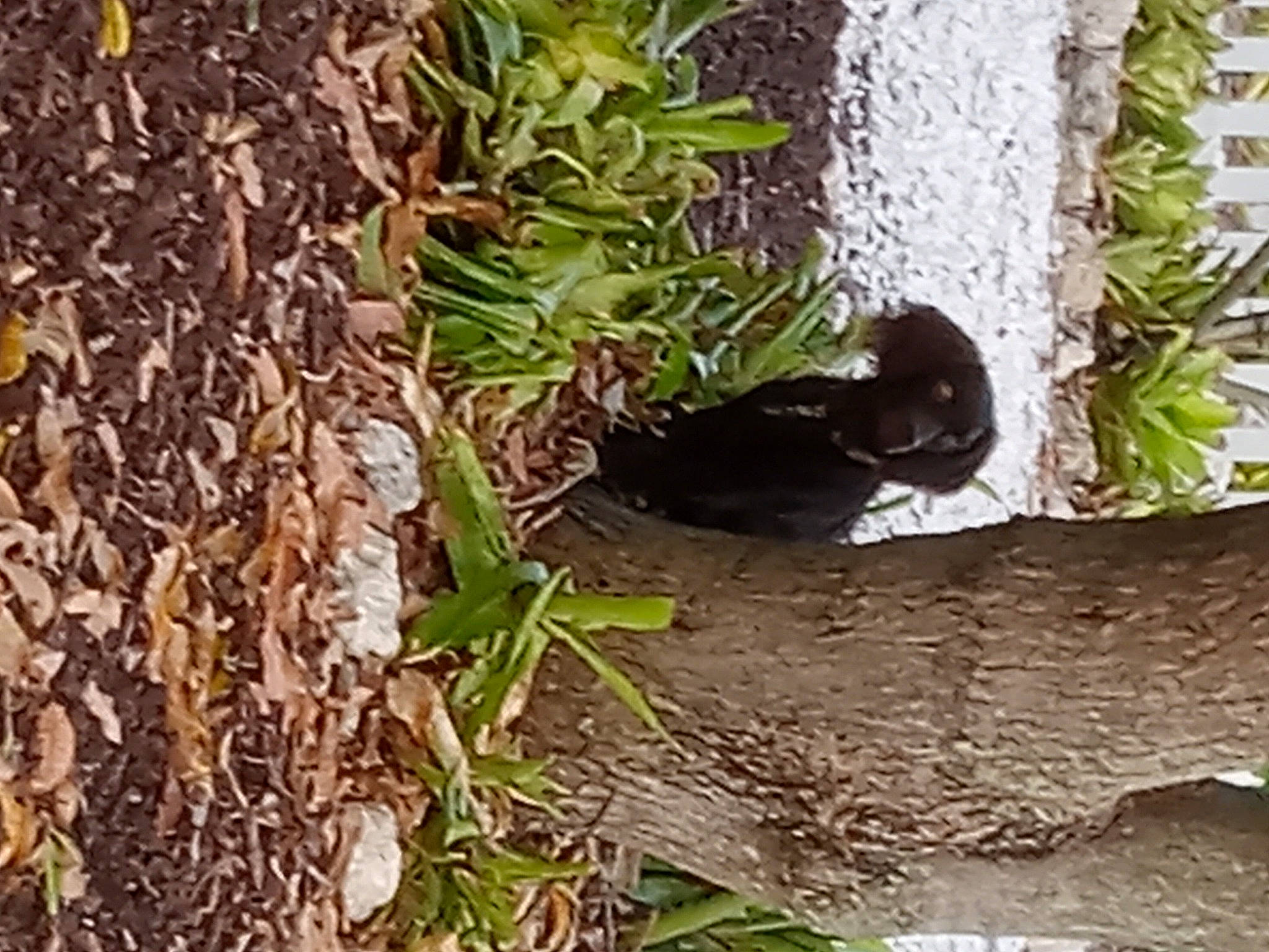 Cash joined the competition — help win amazing prizes! beak, bird, bird_nest, feather, grass, groundcover, jungle, nest, perching_bird, piciformes, plant, plant_stem, soil, tail, terrestrial_animal, terrestrial_plant, trunk, twig, wildlife, wood