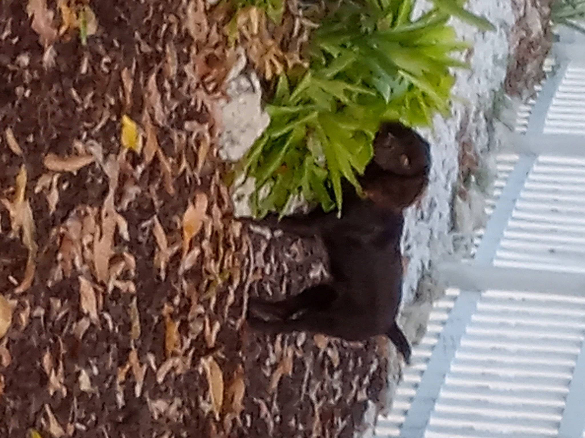 Cash joined the competition — help win amazing prizes! botany, carnivore, dog_breed, felidae, flowerpot, fur, grass, groundcover, herb, houseplant, plant, sculpture, soil, sporting_group, tail, terrestrial_animal, terrestrial_plant, tree, trunk, wood