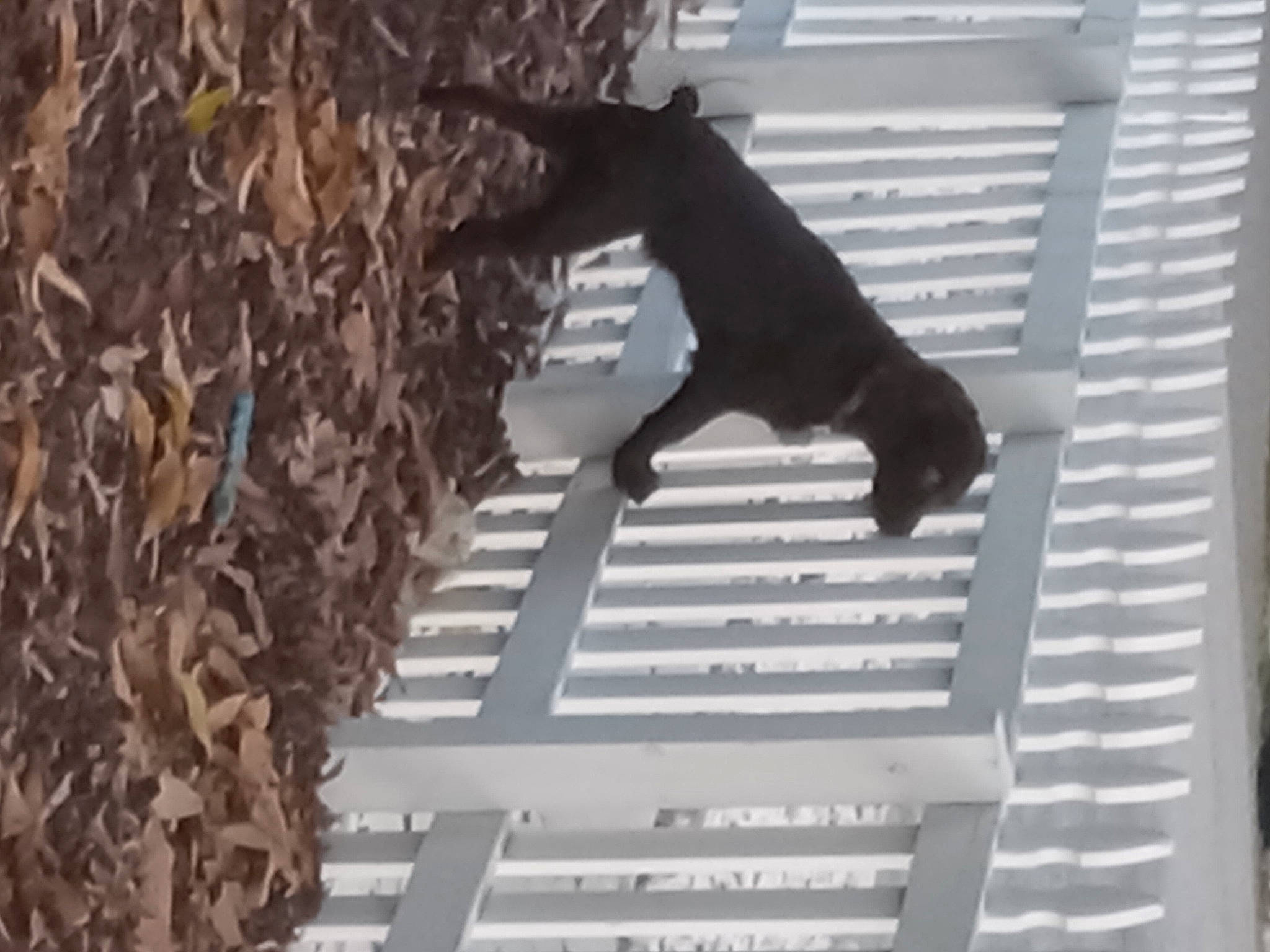 Cash is registered to the contest to win money with this photo: canidae, carnivore, companion_dog, dog, dog_breed, felidae, fur, guard_dog, pet_supply, shadow, small_to_medium_sized_cats, sporting_group, tail, toy_dog, twig, wood