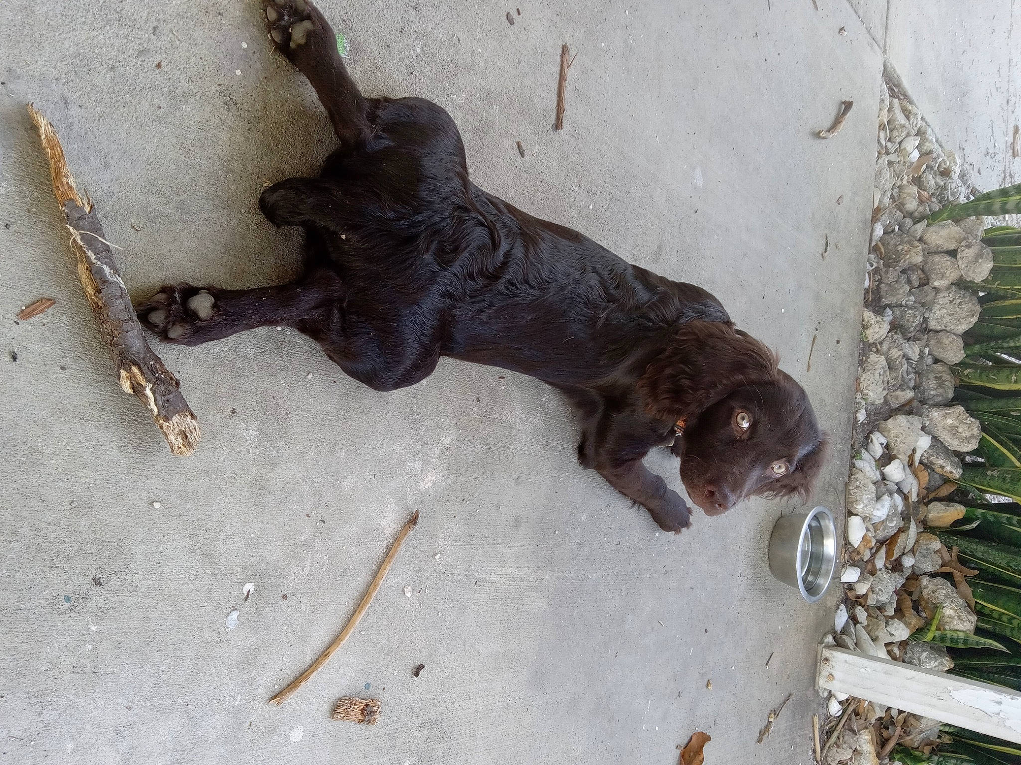 Cash joined the competition — help win amazing prizes! amphibian, art, big_cats, canidae, carnivore, claw, concrete, dog_breed, felidae, metal, paw, plant, rust, snout, sporting_group, street_dog, tail, terrestrial_animal, wildlife, working_animal