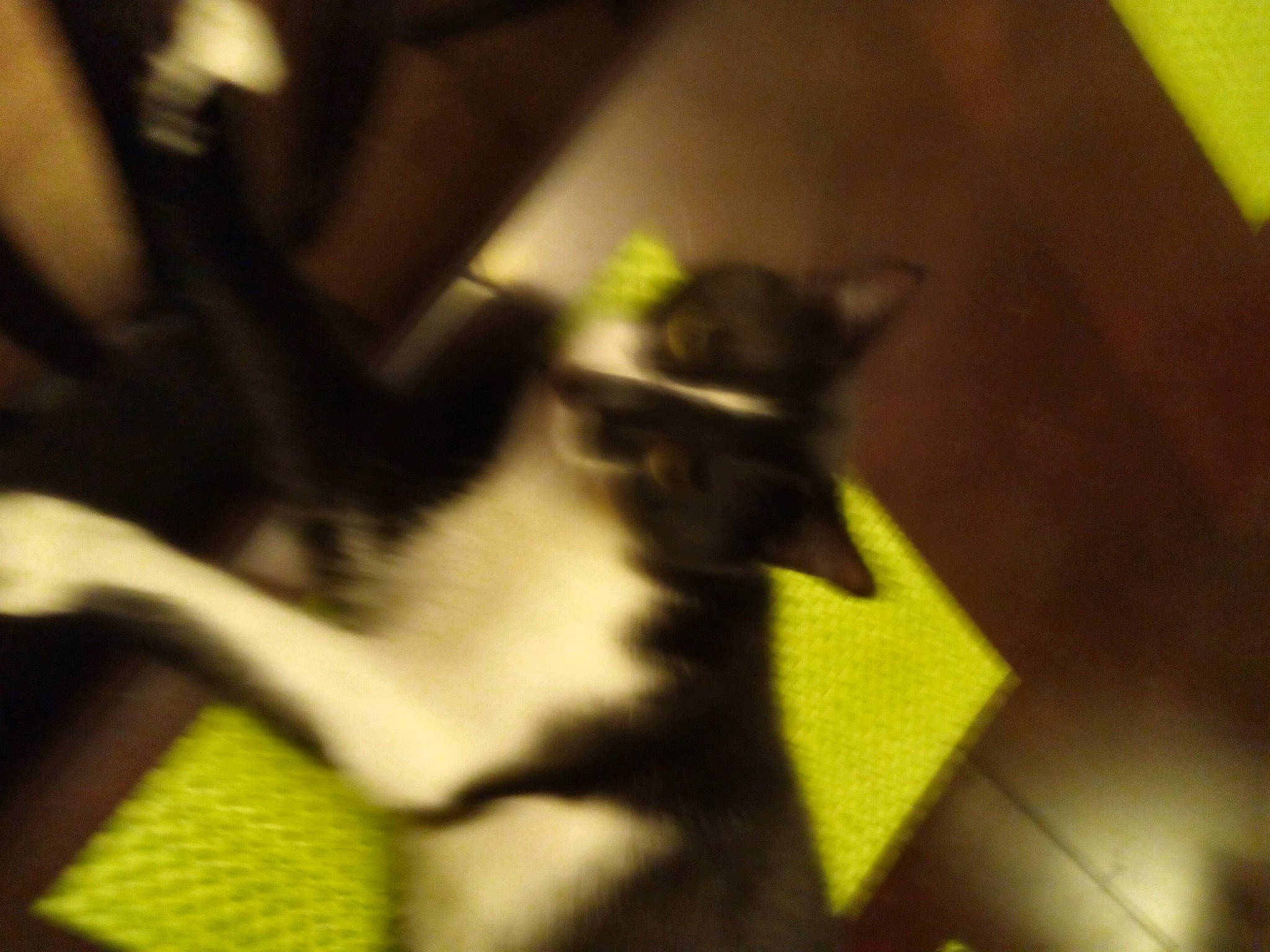 Roscoe joined the competition — help win amazing prizes! audio_equipment, canidae, carnivore, cat, cloud, companion_dog, dog_breed, domestic_short_haired_cat, felidae, flooring, fur, human_leg, paw, plant, small_to_medium_sized_cats, snout, tail, thigh, tints_and_shades, whiskers